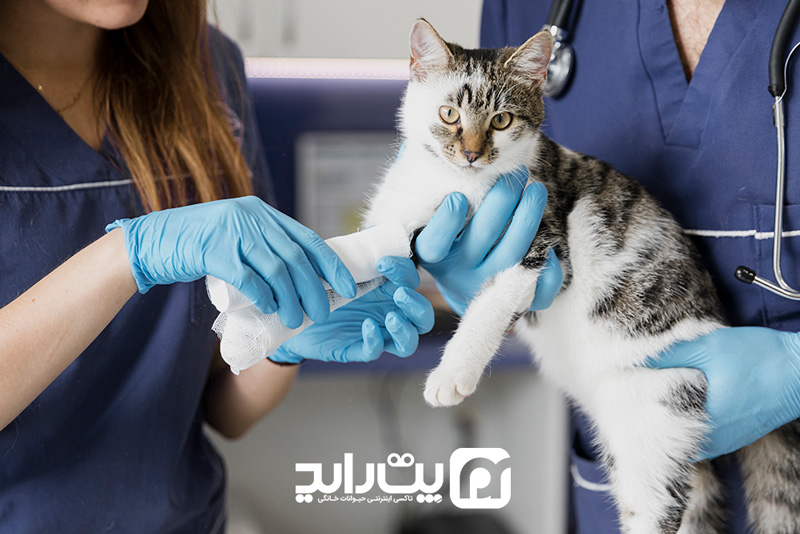 گربه در دامپزشکی در تهران